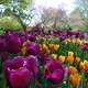 Tulips bloom in Foster Park in Indiana