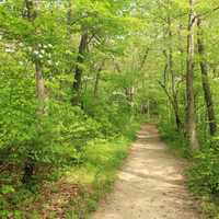 Forest trail path at Indiana Dunes National Lakeshore, Indiana