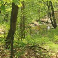 Stream at Indiana Dunes National Lakeshore, Indiana