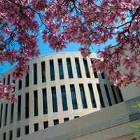 Rankin Hall under pink trees in Terre Haute, Indiana