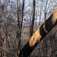 Falling tree at Bellevue State Park, Iowa