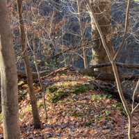 Forest landscape at Bellevue State Park, Iowa