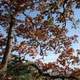 Tree with Red leaves swaying in the wind at Effigy Mounds, Iowa