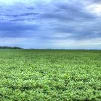 Cornfields Near the High Point at Hawkeye Point, Iowa