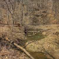 Branches across the stream at Maquoketa Caves State Park, Iowa