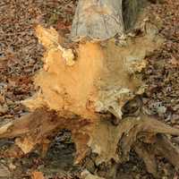 Felled Tree at Pikes Peak State Park, Iowa