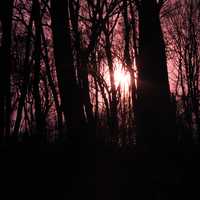 Purple Sun through trees at Pikes Peak State Park, Iowa