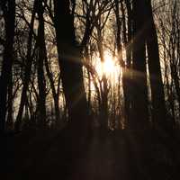Sunlight through trees at Pikes Peak State Park, Iowa