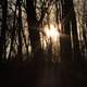 Sunlight through trees at Pikes Peak State Park, Iowa