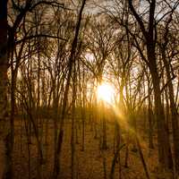 Golden Sunshine at Yellow River State Forest, Iowa