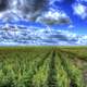 Clouds above the farms at Mount Sunflower Kansas