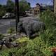 Buffalo Statue at Buffalo Trace Distillery, Kentucky