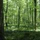 Forest at Otter Creek Outdoor Recreation Area, Kentucky