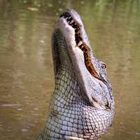 American Alligator in Louisiana Swamp