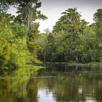 Swamp landscape in Louisiana