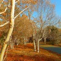 Duck Brook Bridge landscape