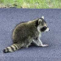 Raccoon on road at Acadia National Park, Maine