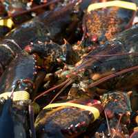 Large Maine Lobsters