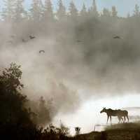Moose at Aroostook National Wildlife Refuge with Steam