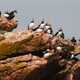 Puffins on a cliff in Maine