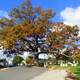 Lutheran White Oak in Manchester, Maryland