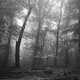 Misty forest with Dogwood Tree