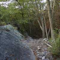 Rocks, forest, and trees