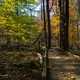 Trees and boardwalk in the forest