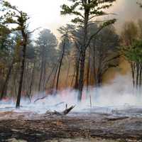 Understory Burn of the forest in Maryland