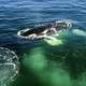 Humpback Whale in Cape Cod, Massachusetts