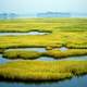 Wetland landscape and grasses