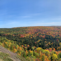 Colored Trees of the Autumn Forest panoramic