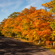 Leaves color on Brock Mountain Drive at Copper Harbor