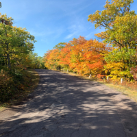 Leaves on Brock Mountain Drive