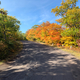 Leaves on Brock Mountain Drive