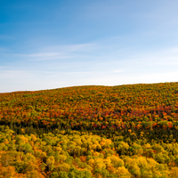 Trees with Autumn colors under blue sky