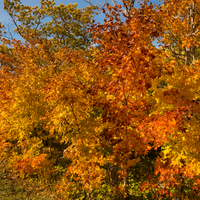Vibrant fall tree colors