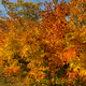 Vibrant fall tree colors