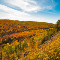 Warm Autumn Colors with sky and treetops