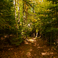 Darkened Forest Path