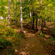 Shady forest pathway on Sugarloaf mountain