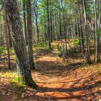 The Forest path at McLain State Park, Michigan