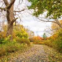 Autumn leaves foilage in Michigan