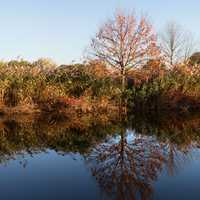 Fall reflections of tree and cat tails