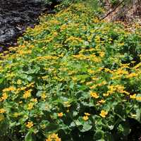 Bed of flowers at Pictured Rocks National Lakeshore, Michigan