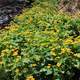 Bed of flowers at Pictured Rocks National Lakeshore, Michigan