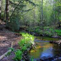 Creek on the trail at Pictured Rocks National Lakeshore, Michigan