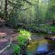 Creek on the trail at Pictured Rocks National Lakeshore, Michigan