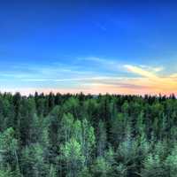 Sunset over pine forest and sky at Pictured Rocks National Lakeshore, Michigan