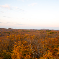 Autumn trees and Forest during twilight